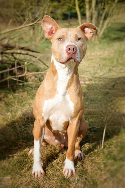 Nala - photo 2