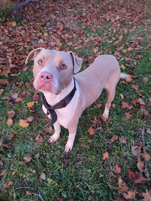 simba - photo 2